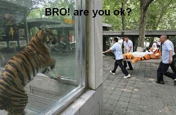 Bilder-Thread tGZU2hh bro-are-you-ok-tiger.jpeg