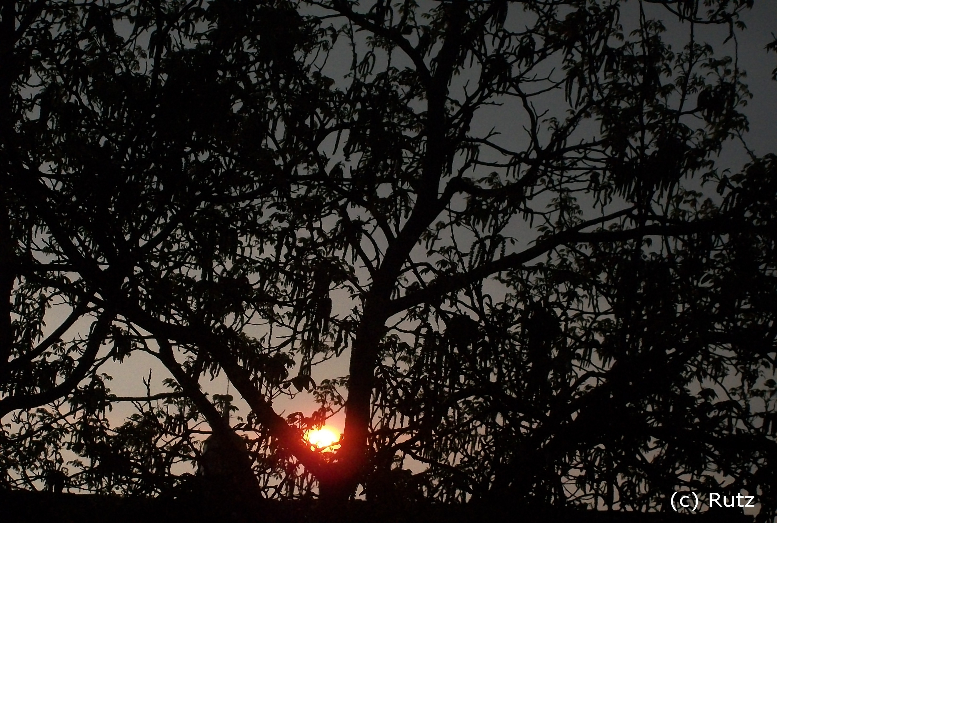 Bilder-Thread tGo7JDL NoA9eG baum sonne