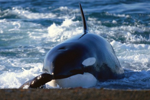 orca beute DW Poli 1030108p