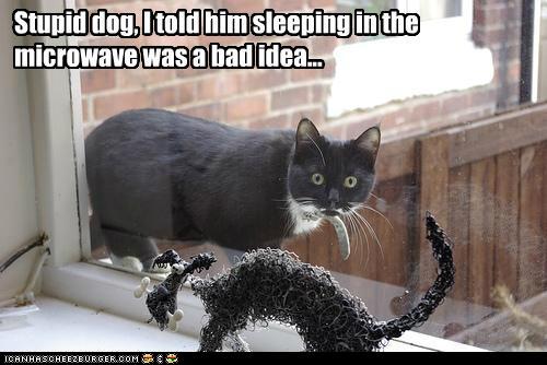 Bilder-Thread tHFcmTZ funny-pictures-stupid-dog-i-told-him-sle