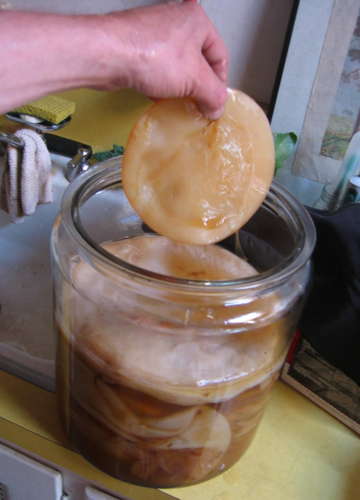 Bilder-Thread tHWHbRw How-to-Make-a-Big-Batch-of-Kombucha