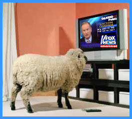 Schaf vor TV