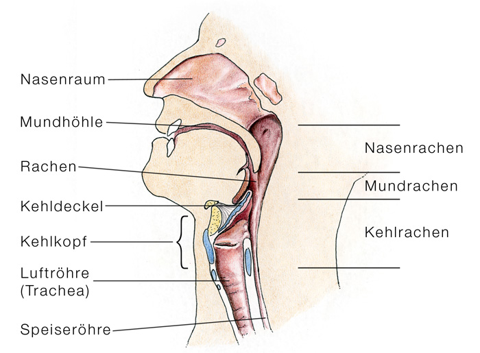 pop hno uebersicht