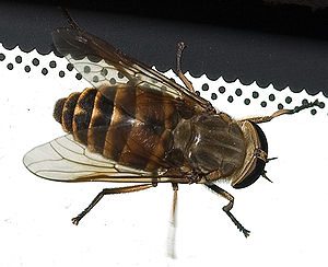 300px-Tabanus sudeticus01