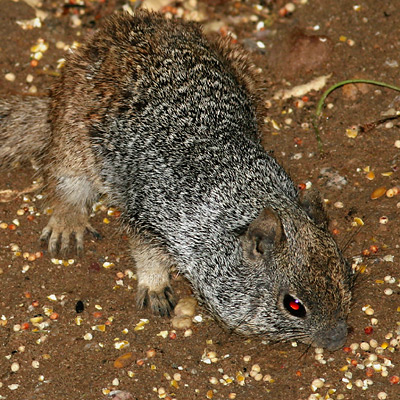 Rock-Squirrel