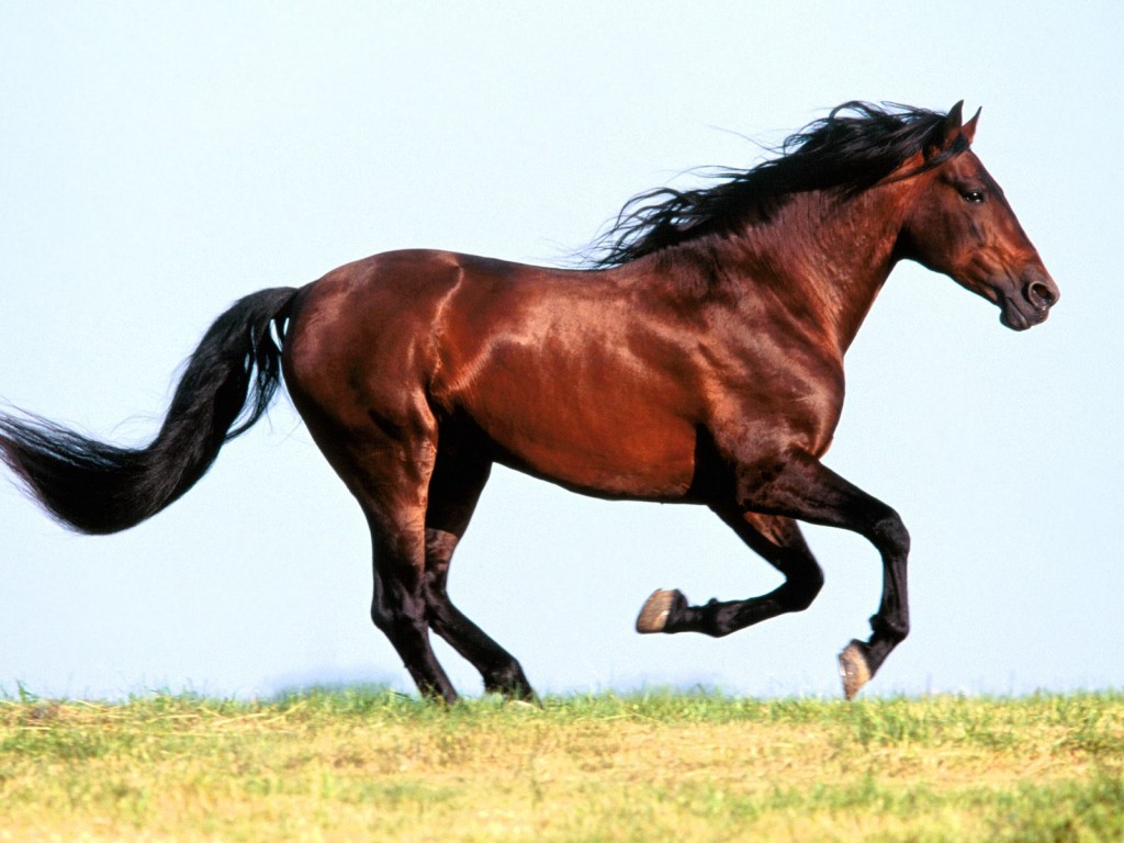 brown horse running