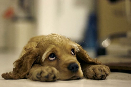 Bilder-Thread tIW1rTy Dog-by-truth-truth-on-deviantART-photo-p