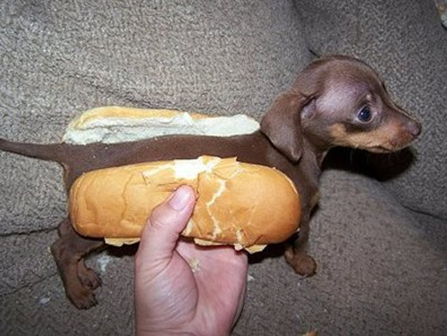 Bilder-Thread tIpcqGB hot-dog