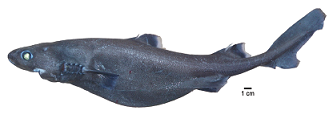 etmopterus viator