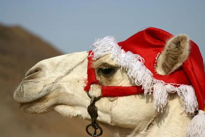 christmas-camel