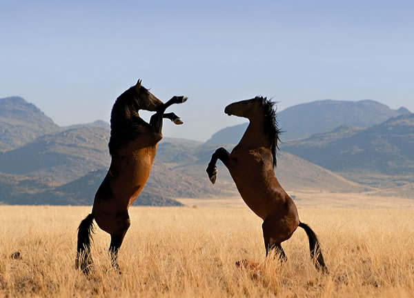 Bilder-Thread tJ7jVjL wild horses fs