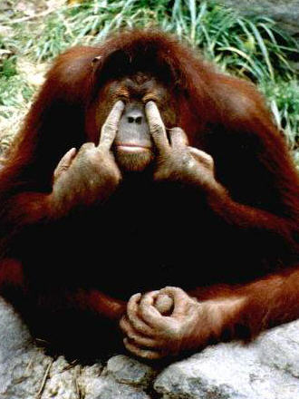 orangutan mittelfinger