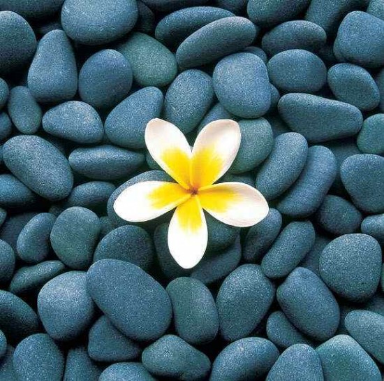 Bilder-Thread tJR889M ErQquv flower stones