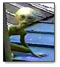 mt180211256582139grey-alien3