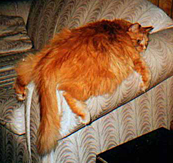 Bilder-Thread tJv9lOm katze0