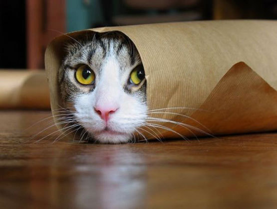 Bilder-Thread tKMqaSp Funny-Cat-Pictures-animal-humor-935507 5
