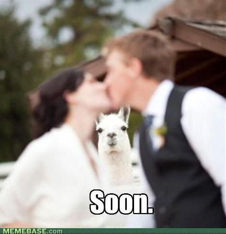 Bilder-Thread tKUMV9j memes-soon-llama