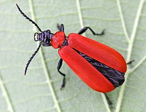 300px-Pyrochroa coccinea02