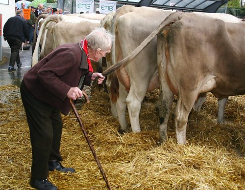 landwirtschaft bauer kuh bauer 1.8139170