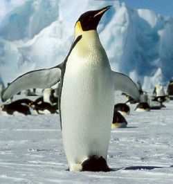 pinguin