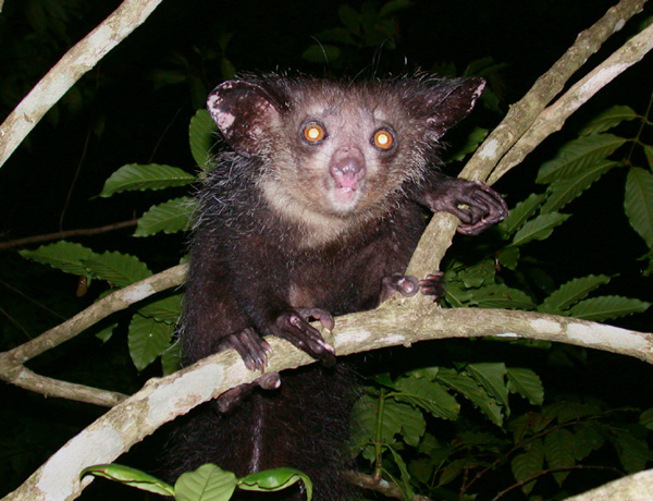 Aye-aye Daubentonia madagascariensis 2