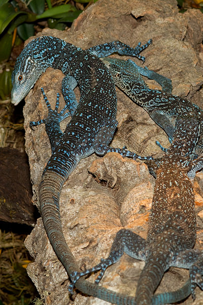 400px-Varanus macraei 28blue treemonitor