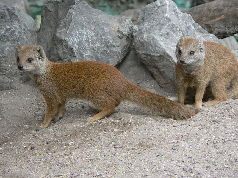 800px-Vosmangoesten zoo Lille