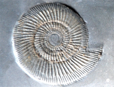 AuZM51 versteinerungen-ammonit1
