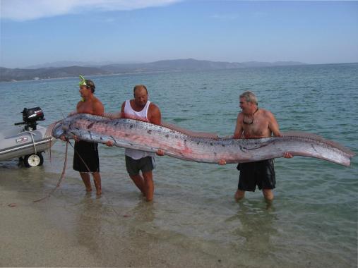 oarfish4 0391