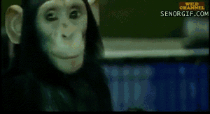 Bilder-Thread tLZ5pTu chimp-feeding-a-baby-tiger
