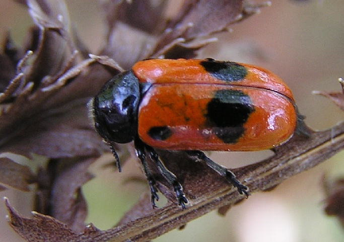 Clytra laeviuscula 2005.07.10 09.23.02