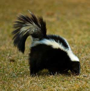 skunk