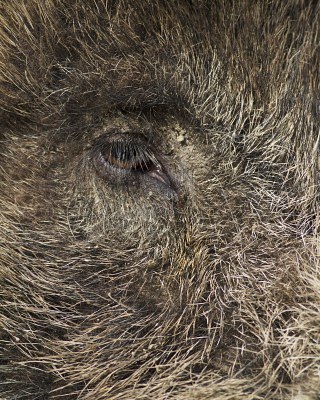 9138618-wild-schwein-auge-detail