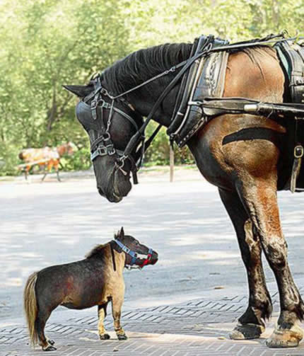 Bilder-Thread tMXAtDR a264 horse