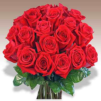 fs5VyK 5677 20 rote rosen