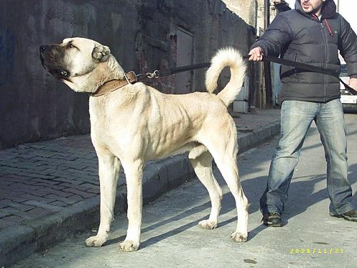 tXAVG1i kangal  