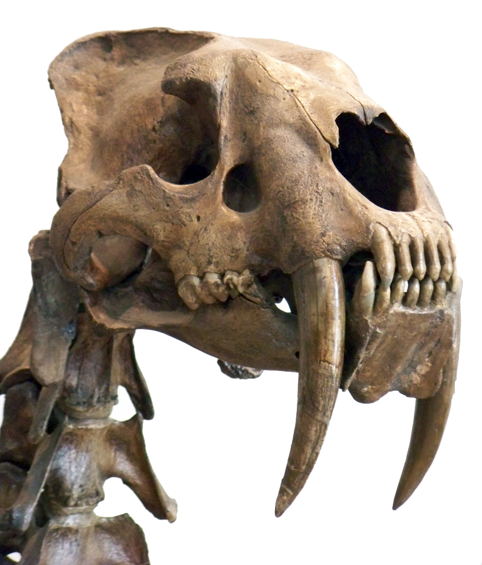 Bilder-Thread tND2c65 Smilodon head