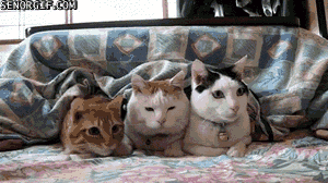 funny-gifs-every-cat-is-different