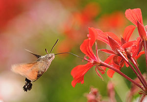 300px-ComputerHotline - Macroglossum ste