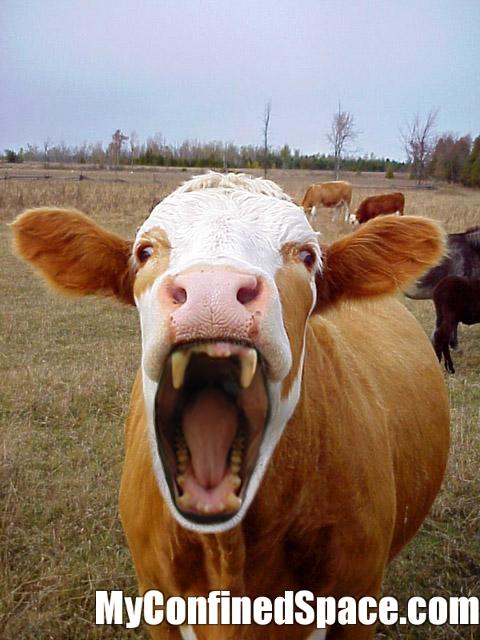 Vampire-Cow