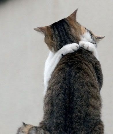cat-hugging-from-behind