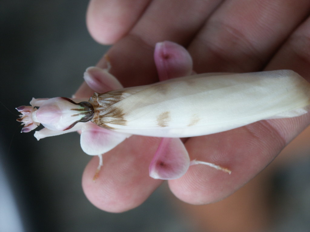 Hymenopus coronatus by n8schattengewaech