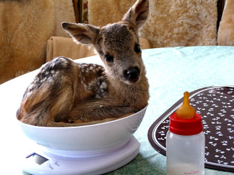 bambi-vor-dem-sicheren-tod-gerettet 2011