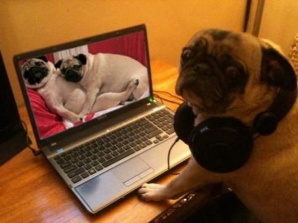 Bilder-Thread tOdQ2DL Pug-caught-watching-pug-porn