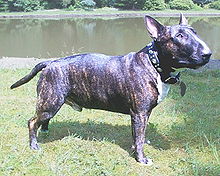 220px-Bullterrier