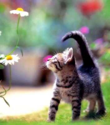 Bilder-Thread tPJSZ3J cat cute 33