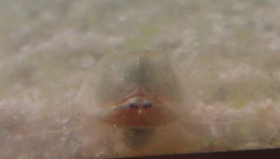 triops1