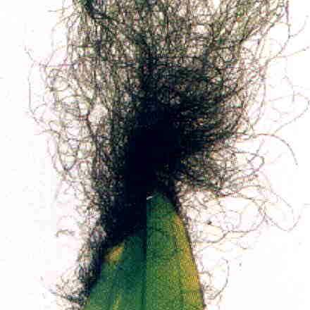 algen pinsel02