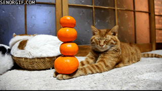 funny-gifs-oranges-dont-phase-him