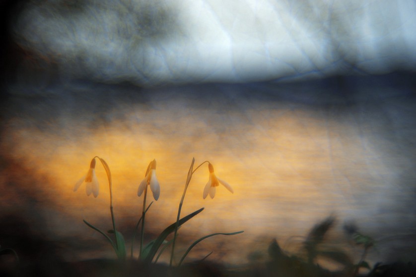 Bilder-Thread tPbvSZ1 wildlife blumen DW 1493354s